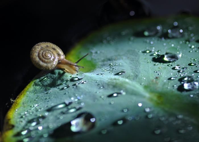 雨后蜗牛