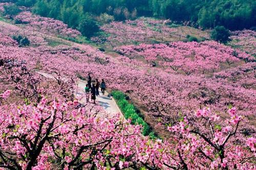 古镇,花海…陕西这片美爆的桃花谷,才是解锁春天正确的方式!