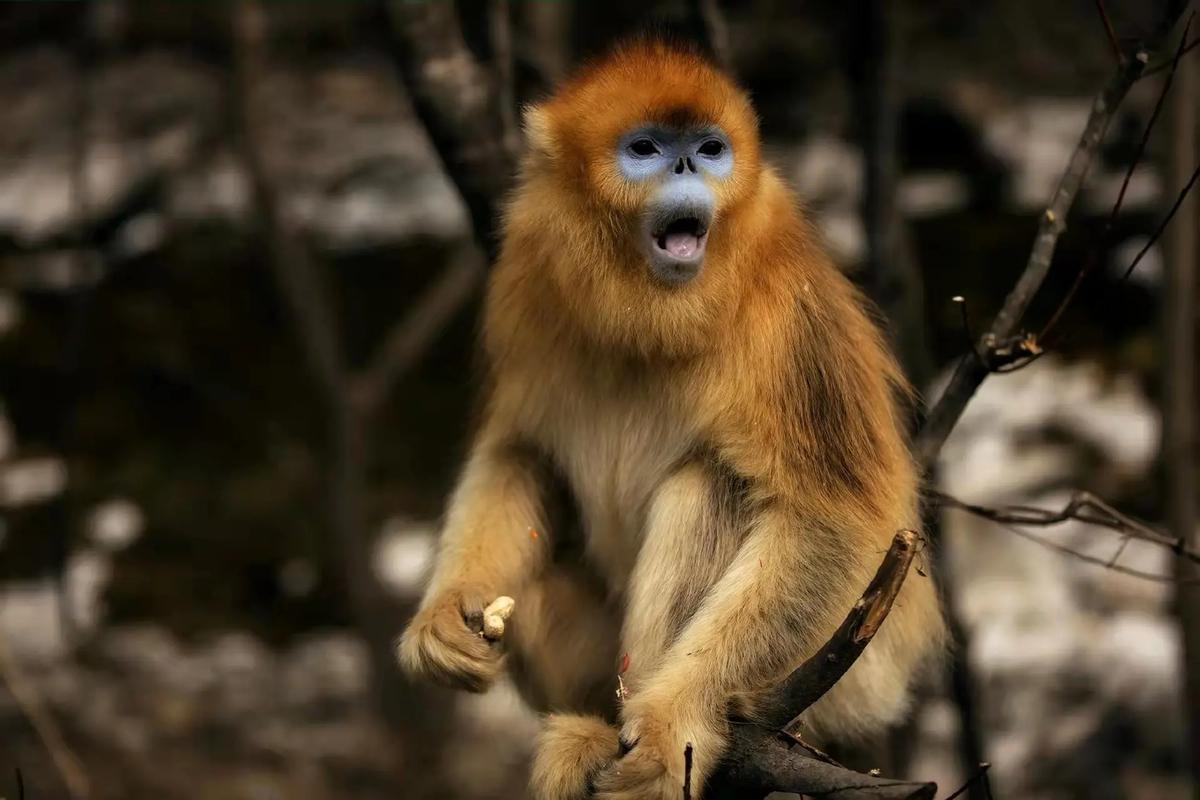 进山游玩拍到一组各种神态的金丝猴照片,棒极了! - 抖音