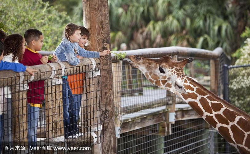 孩子们在动物园喂长颈鹿