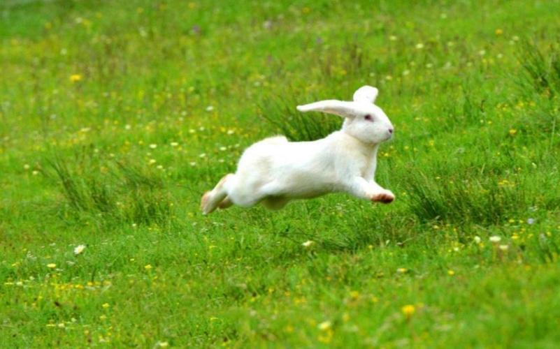 兔子的奔跑速度有多快?2只白狼合力围剿,结果愣是没追上!