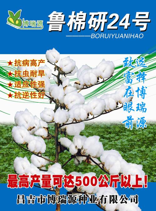 鲁棉研24号—新疆棉花种子 – 产品展示 - 新疆昌吉市博瑞源种业有限