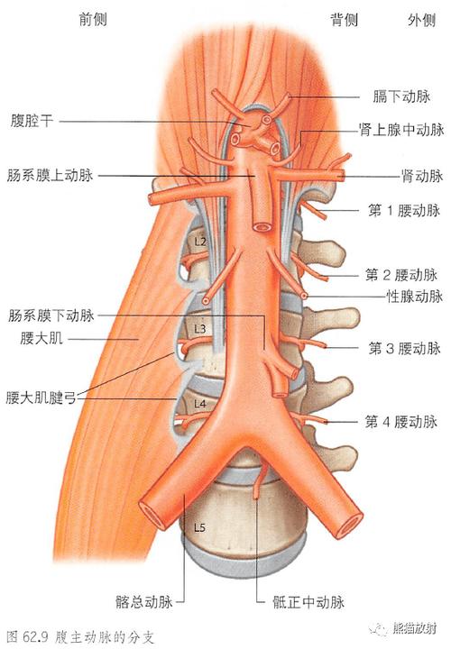 清晰显示左腰静脉系统主动脉前淋巴结组腹后壁肌和神经腰丛及其分支