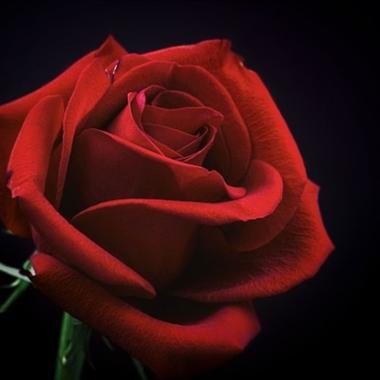 红色玫瑰头像,热情洋溢的红色玫瑰微信头像图片