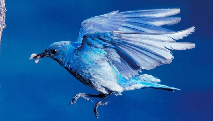 欧美文化中将知更鸟蛋蓝视为幸福的象征,这和知更鸟的习性直接相关.