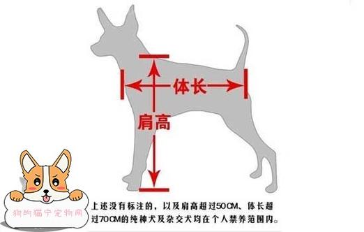肩高的测量是在狗狗自然站立时,前肢平行于垂直线的状态下,从肩胛骨