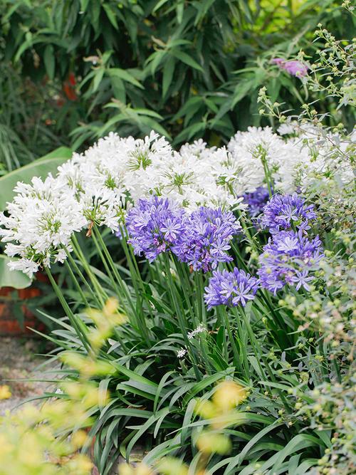 海蒂花园百子莲圣母皇太后银宝宝宝天空庭院耐热时令草本花卉