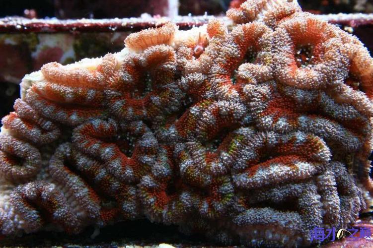 这么硕大的脑珊瑚