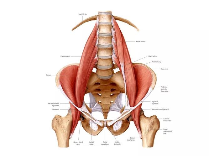 腰部骨骼结构