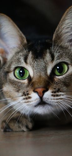 绿眼睛猫正面图,朦胧 iphone 壁纸