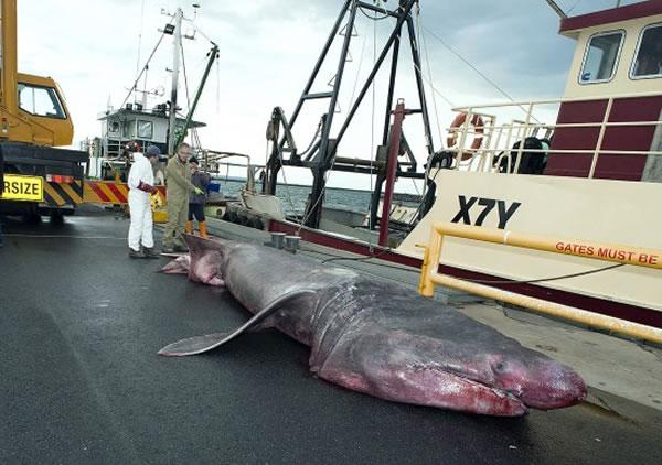澳大利亚东南端的巴斯海峡捕获一条63米长罕见姥鲨