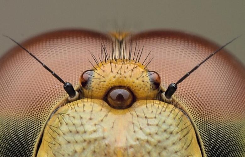 作品发现,记录和表现了这个虫的单眼的细节,结构,质感和色彩之美.