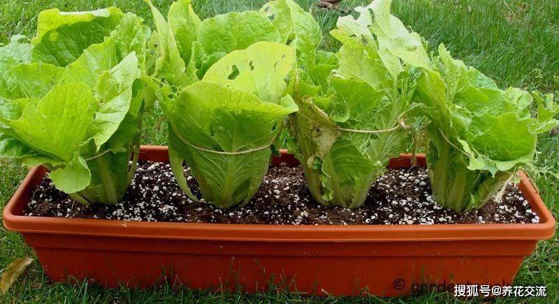 原创特耐阴的8种蔬菜可以养成半阴阳台上的盆栽