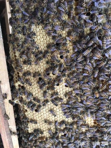 蜜蜂的封盖子脾不平整最大的原因就是它