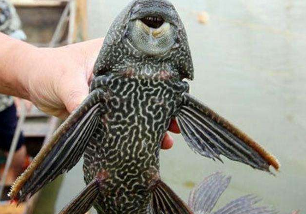 世界上最奇怪的"僵尸鱼",晒成鱼干后,遇水3秒钟就能复活