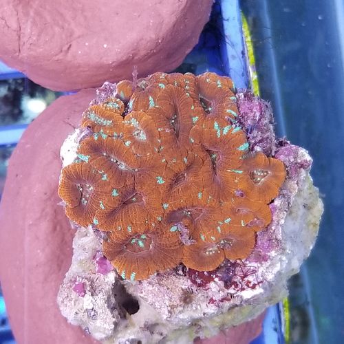 澳洲糖果脑小块绿分支脑珊瑚软体lps海水鱼缸真活体静风听海水族