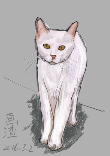 2016.3.2白猫