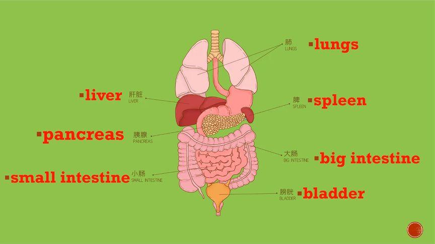 医学英语词汇:胸腹盆腔部主要器官