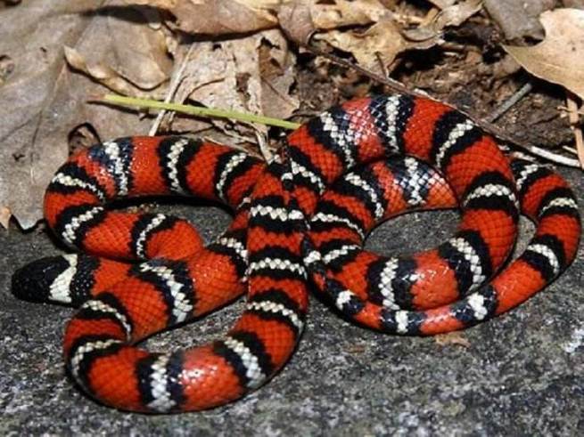 动物趣闻:红色蛇类有哪些,盘点世界上十种红色蛇类