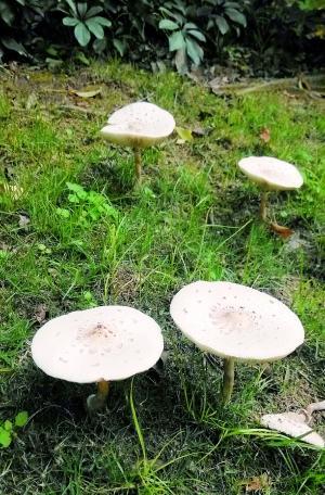 广东毒性最强的蘑菇白毒伞食用50克即致命