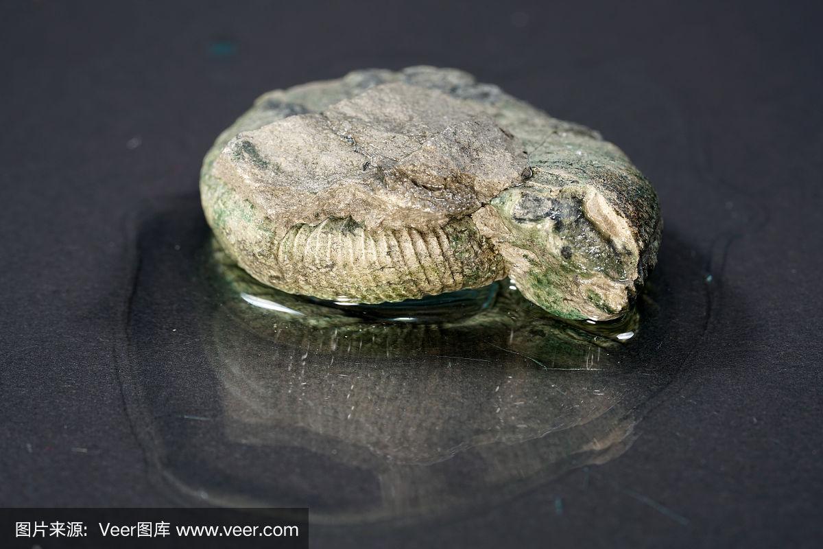 菊石是鱿鱼外壳的化石,在工作室用微距镜头拍摄