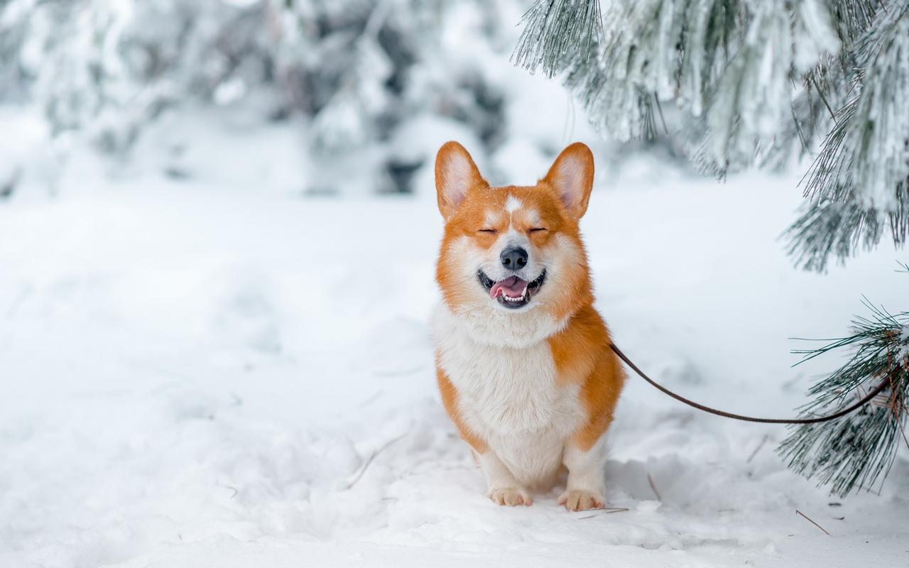 可爱在狗狗在雪中漫步,高清图片,电脑桌面-壁纸族