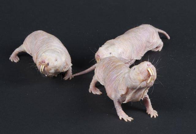 裸鼹鼠的奇葩鼠生无皮无毛无痛感啮齿类里最长寿缺氧也能活
