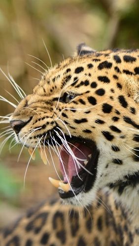 iphone fondos de pantalla predator, rabia leopardo