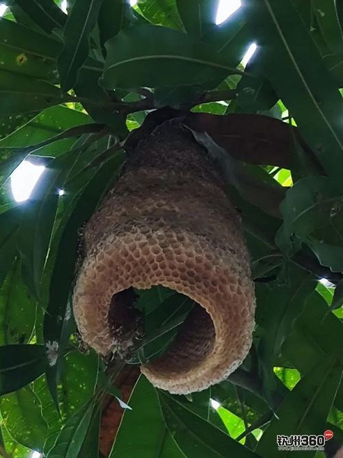 奇特钦州网友无意中发现一个蜂巢造型罕见别致