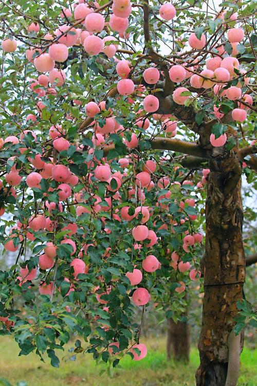 每到深秋时节,一树树红苹果,成为一道靓丽的风景线,引人入胜.
