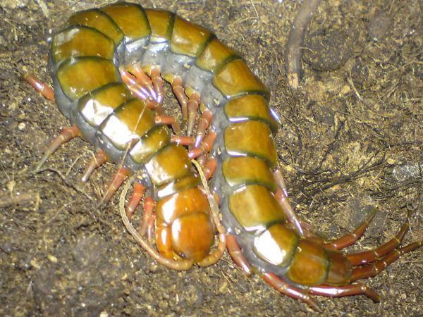 世界最可怕的十种蜈蚣体长近半米实在太吓人