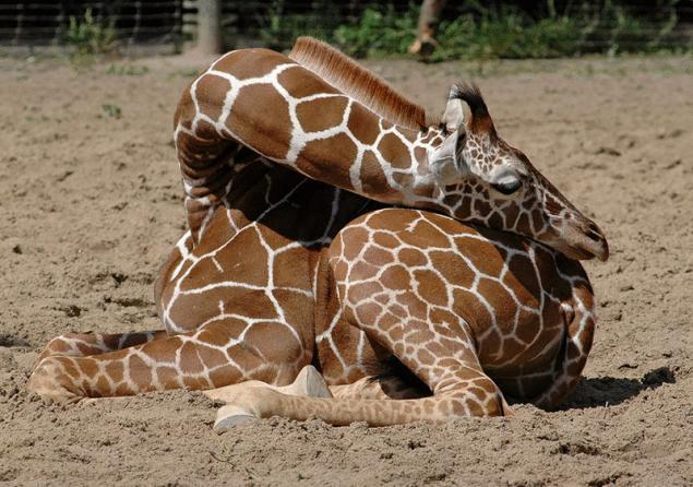 如何长颈鹿睡觉