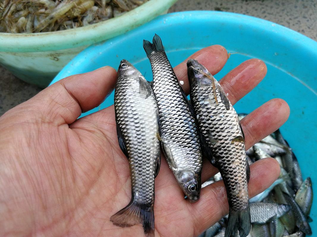 农村大集上几种稀罕野生小鱼图六是小鱼中的极品可遇不可求
