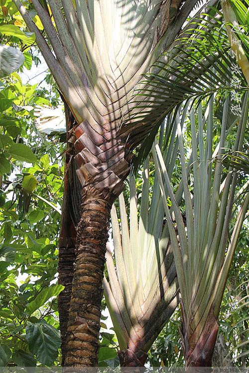 【转载】我拍海南岛棕榈科植物千奇百怪