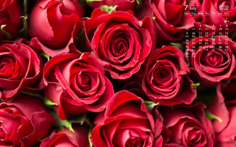 2022年7月唯美红玫瑰图片日历壁纸娇艳红玫瑰唯美高清手机壁纸,植物