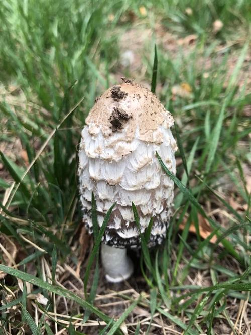 这是什么种类的蘑菇呀?
