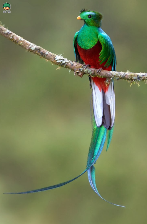 绝美动物摄影作品欣赏 世界上最美的20种鸟╭★肉丁网