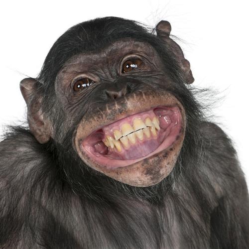 张大嘴巴的猩猩图片