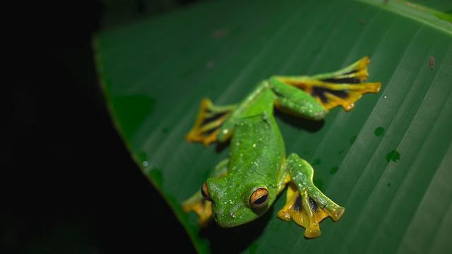 有一种树蛙,生活在高高的树梢上,脚趾上有蹼,四肢之间还有扁平的皮肤