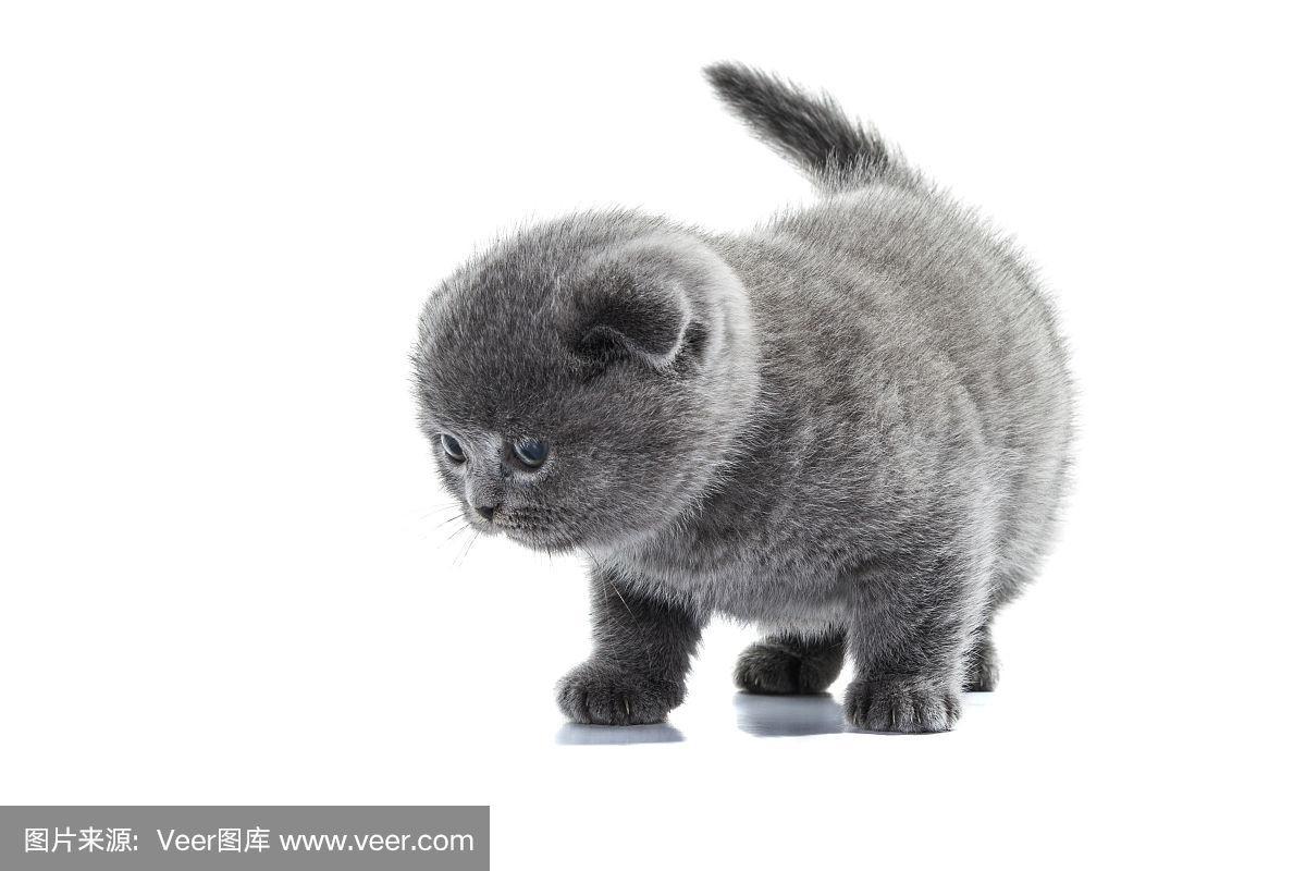短腿灰色苏格兰短毛小猫孤立在白色.