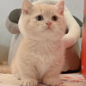 纯种曼基康矮脚猫幼猫乳色小短腿英短蓝白起司短毛家养活体宠物猫