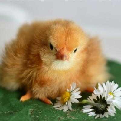 可爱小鸡的头像嫩黄可爱的小鸡图片
