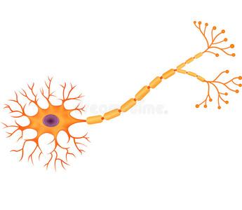 人类神经元解剖的卡通插图照片