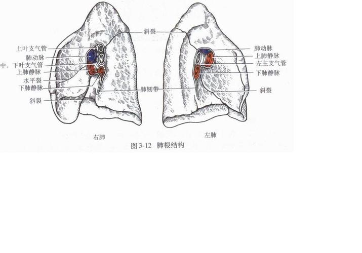 关于肺门的几个问题