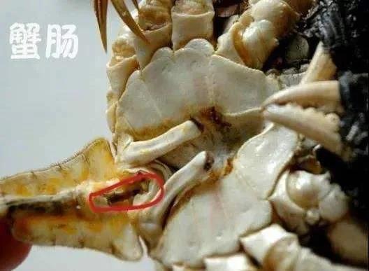 一家三口吃醉蟹感染"肺吸虫病",吃螃蟹要注意这些