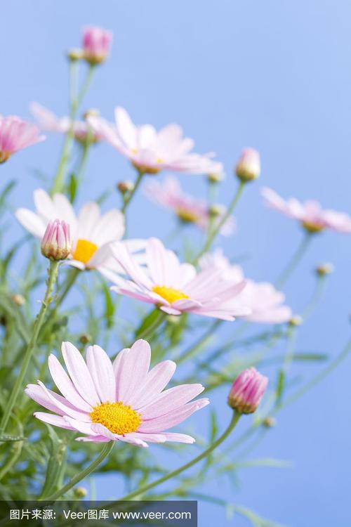 淡粉色的雏菊,蓝天背景