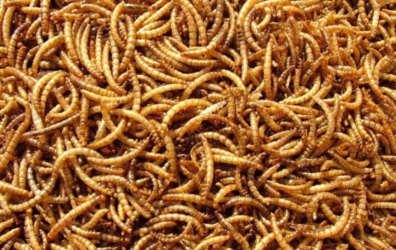 面包虫又叫做黄粉虫,干燥以后蛋白质含量非常高,特别适合用来饲养其他