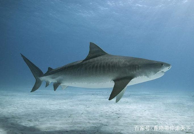 虎鲨,被誉为"海中老虎",非常的凶猛