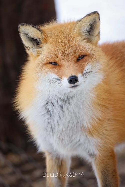 狐狸##赤狐