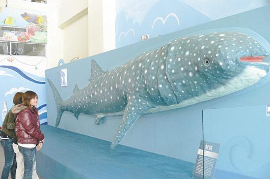 台湾博物馆展出全台最大鲨鱼标本图